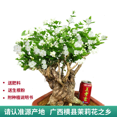 横县茉莉花老桩香水茉莉可食用型