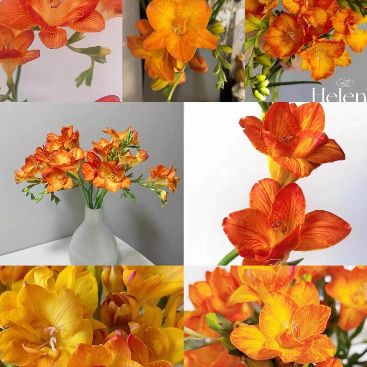 小鱼儿橙色香雪兰云南优选鲜切花昆明基地直发家用插花节日花束,鲜花速递/花卉仿真/绿植园艺,花材,淘宝优惠券,粉丝福利购,淘宝优惠卷