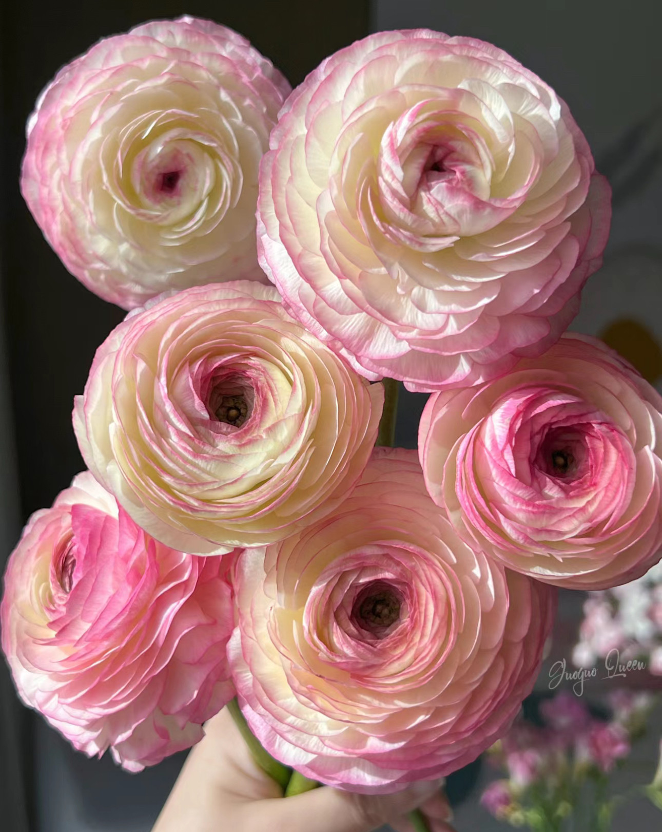 蜜桃西柚洋牡丹云南优选鲜切花昆明基地直发家用插花节,鲜花速递/花卉仿真/绿植园艺,花材,淘宝优惠券,粉丝福利购,淘宝优惠卷