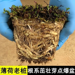 薄荷盆栽老桩可食用驱蚊绿植庭院植物带盆栽好阳台留兰香薄荷老根
