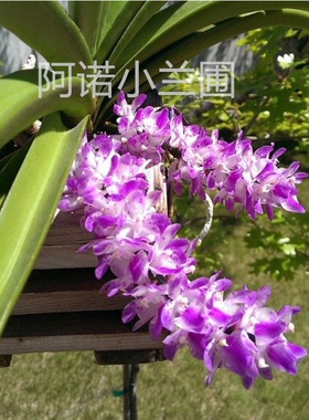 原生种 Aerides multiflora  越南产  指甲兰 洋兰  香味很棒。