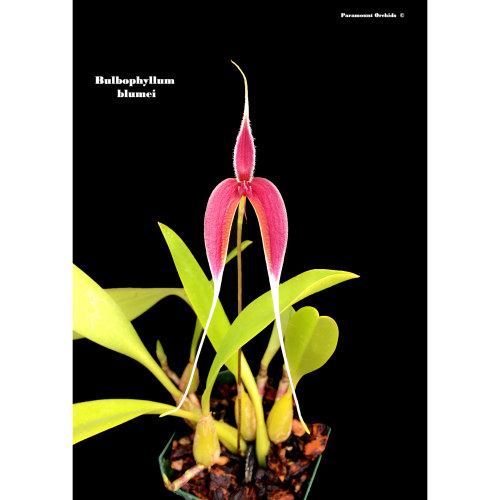 原种Bulb.blumei 布鲁氏豆兰 新几内亚 花期春夏 好养易养