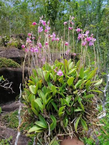 五唇兰Phal.pulcherrima  原产越南北部  原生种 中光 易养好养