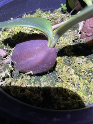 泰国原生种 苹果石豆兰Bulbophyllum blepharistes