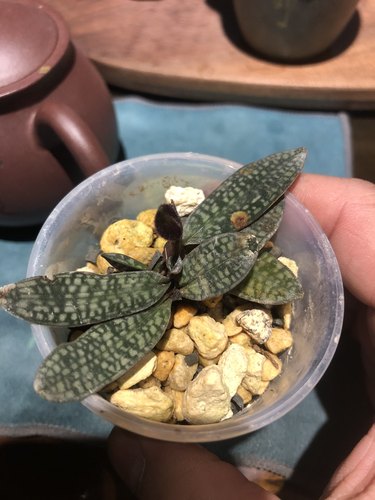 老挝产区 咪咪兜兰 朗氏兜兰  带花苞先发 Paph.rungsuriyanum