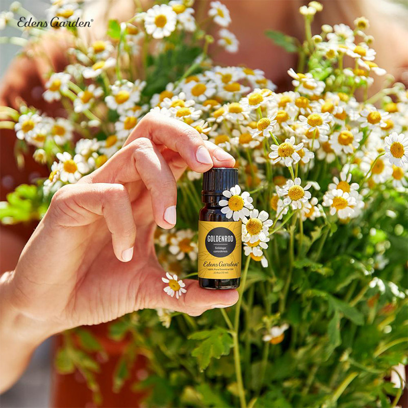 edens garden-伊甸园 goldenrod 加拿大一枝黄花抚慰身心单方精油