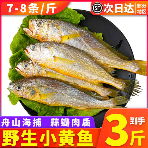 净重3斤舟山海捕小黄鱼7-8条/斤