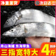 4斤舟山东海特大级带鱼小眼睛整条新鲜冷冻鲜活海鲜水产深海刀鱼