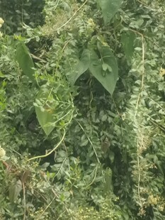 新鲜手指甲花中草药现采枝叶指甲草手甲花染发草散沫花叶子500克