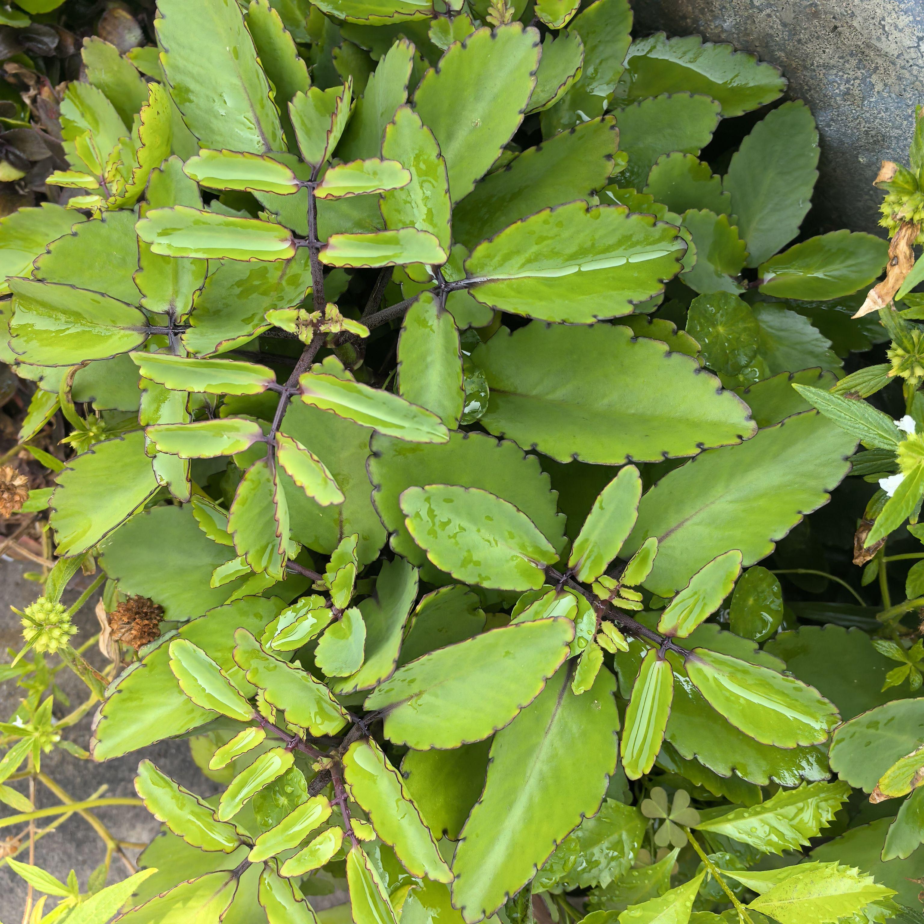 新鲜现采宽叶落地生根三七大叶开红色钟状花多肉植物 不死鸟1斤