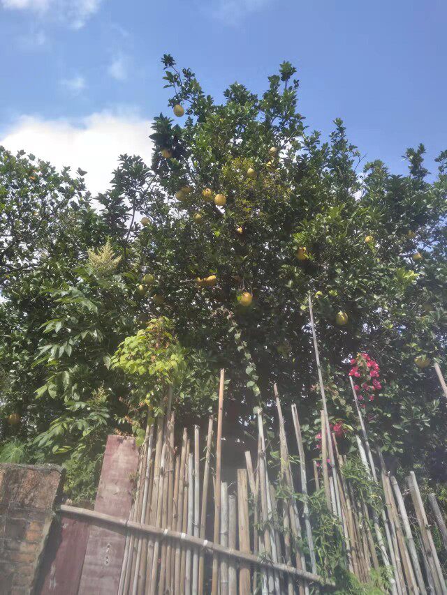 新鲜柚子寄生500克柚子树寄生木又寄生沙田柚寄生 密柚寄生包邮