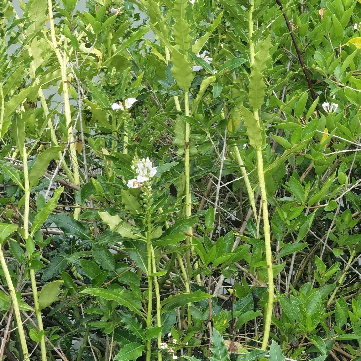 新鲜老鼠刺老鼠勒老鼠竻根 水老鼠簕 老鼠怕 软骨牡丹500g湿/干品