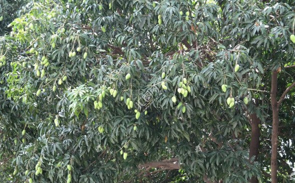 新鲜芒果树叶 忙果叶子 芒果根枝叶中药材深山现采现发500克
