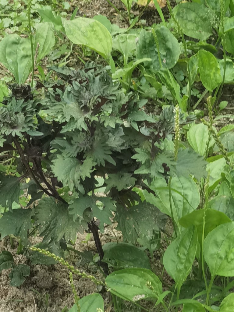 紫苏盆栽货到摘用香草植物