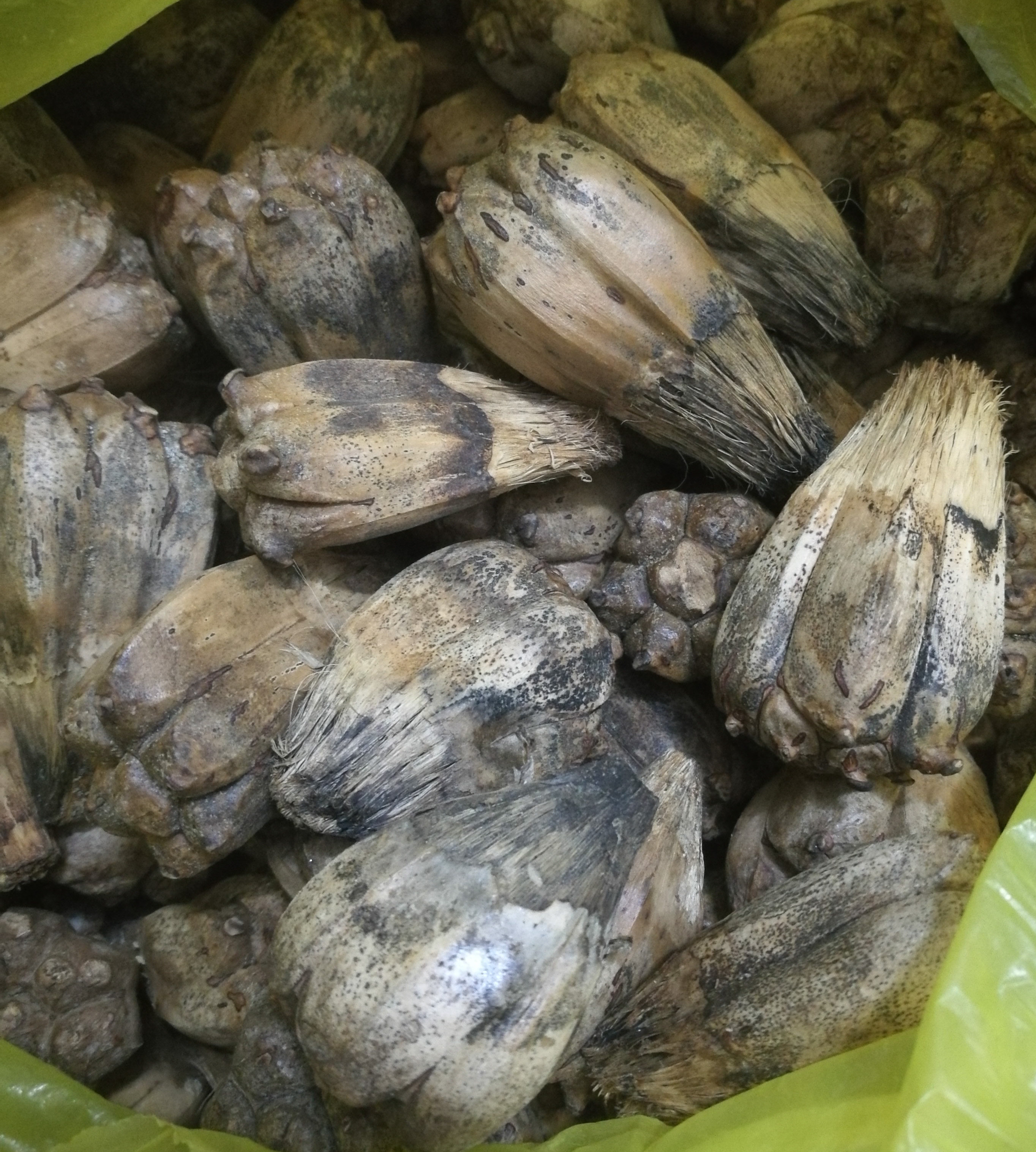 山假野菠萝蜜路芦露兜簕古锣鼓树熟果滴血莲花原籽菩提子干品1斤