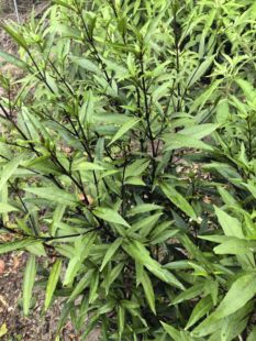 新鲜小驳骨 现采接骨草尖尾凤红触骨消接骨筒乌骨黄藤接骨木1斤