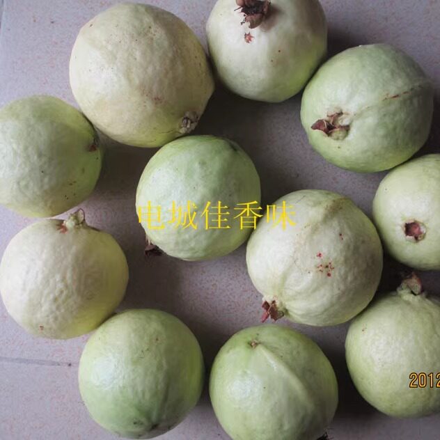 新鲜水果 廉江番石榴清甜爽脆珍珠桃芭乐水果软心番石榴5斤