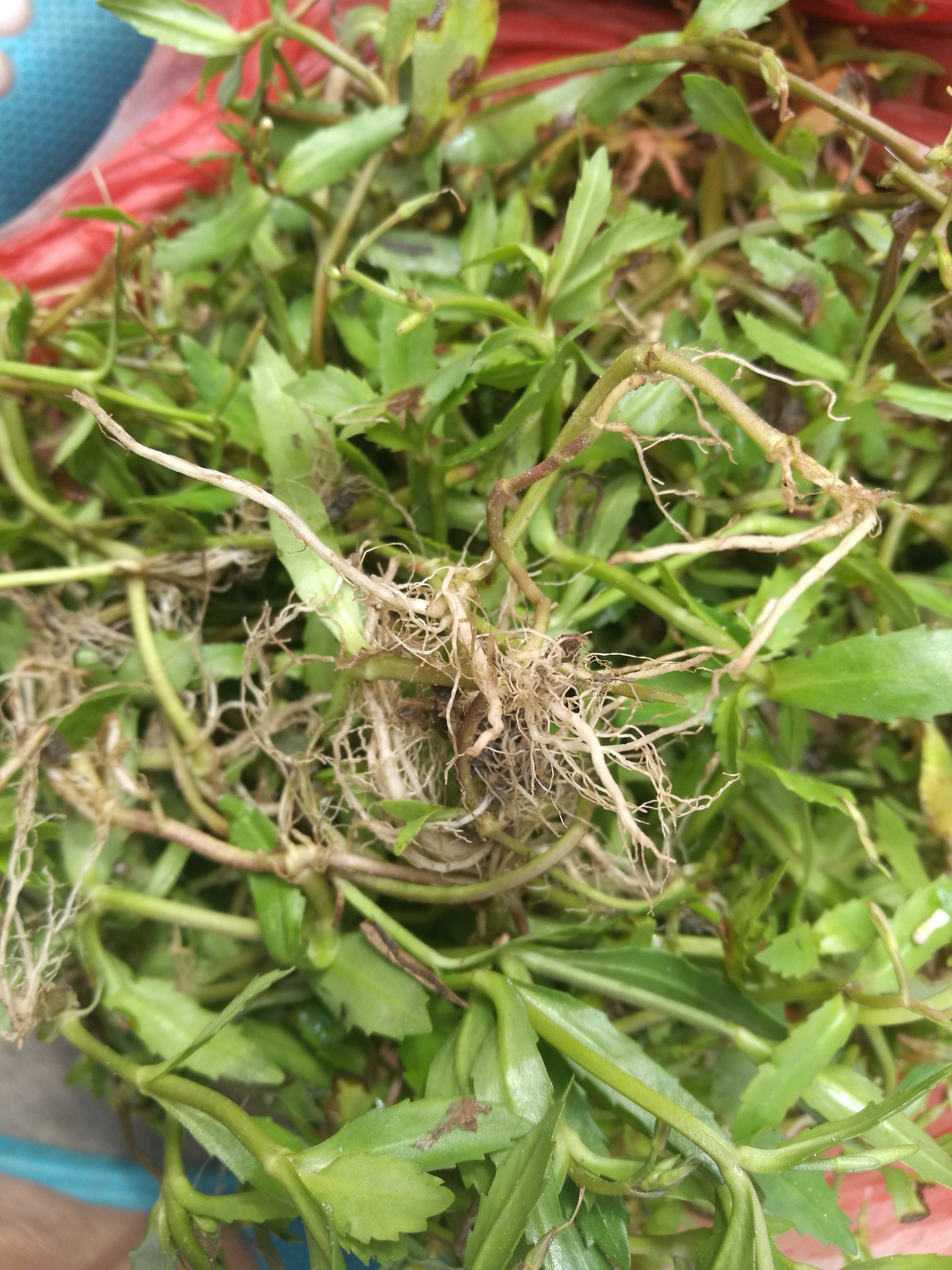 新鲜旱田草鸭嘴癀蜈蚣草田素馨锯镰草定经草锯子草锯齿草500克