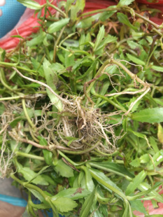 新鲜旱田草鸭嘴癀蜈蚣草田素馨锯镰草定经草锯子草锯齿草500克