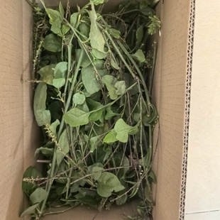 新鲜白花丹白雪花白皂药山波苓一见消火灵丹地三娘哨子枝叶500克