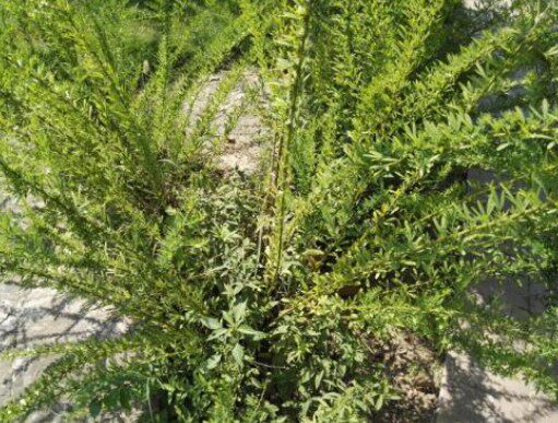 现采新鲜夜关门 铁扫帚中草药封草关门草夜闭草小叶胡枝子500克