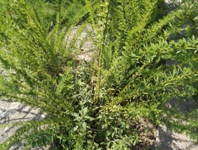 新鲜夜中草药草小叶500克铁扫帚