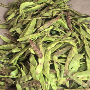 正宗油豆角一点红新鲜蔬菜开锅烂现摘九月青现摘现嫩蔬菜包邮