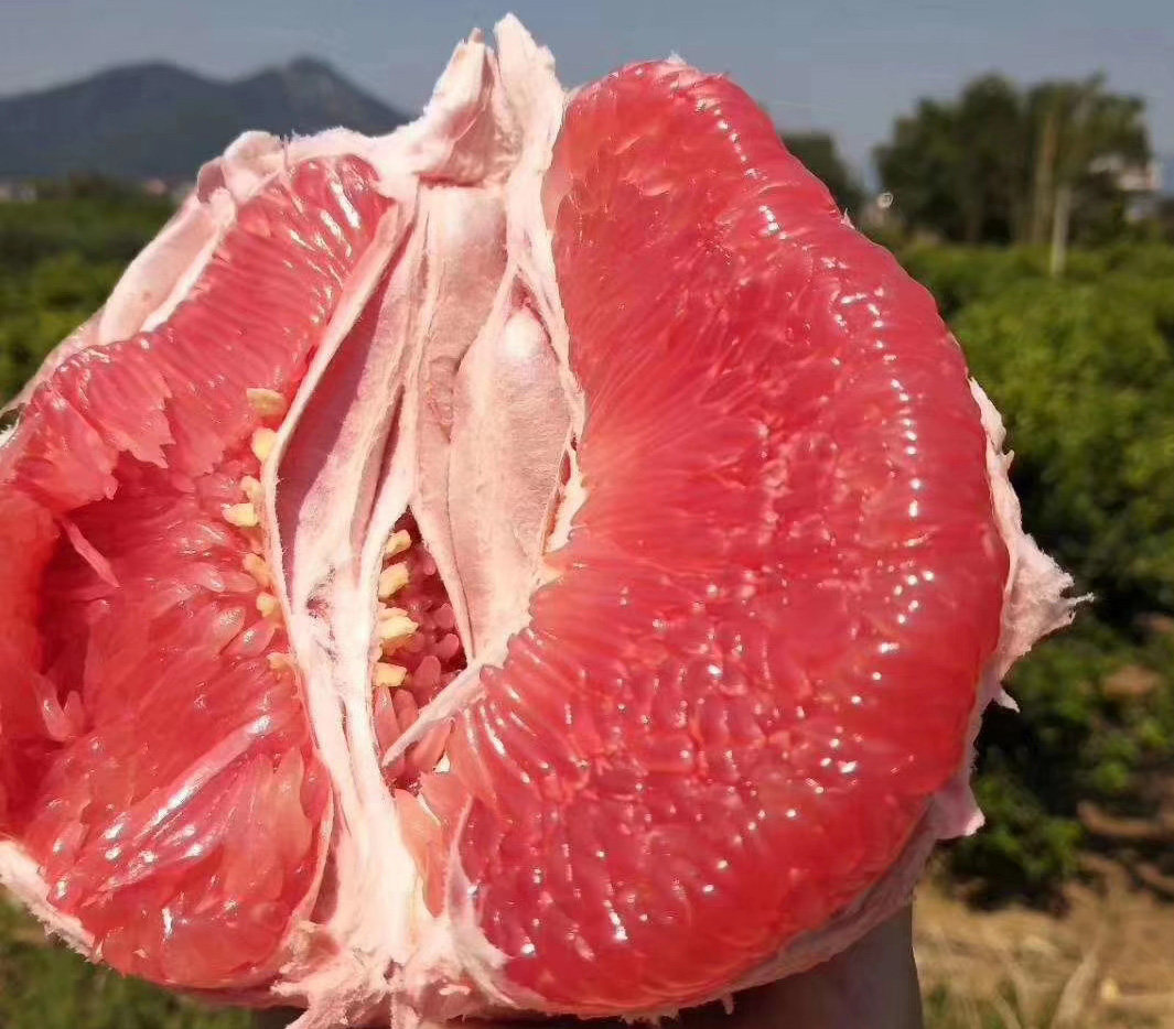 新鲜水果井冈山蜜柚 井冈蜜柚琯 溪蜜柚 柚子 红心蜜柚 金柚4个装