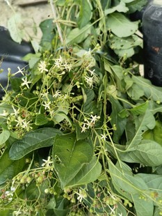 现采新鲜大青叶蓝腚叶臭树路边青 臭大青路边绿根苗种子叶子500克