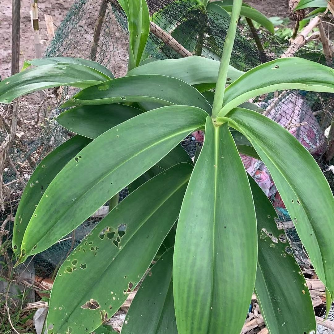 新鲜现挖白花闭鞘姜头中草药白石笋罗汉姜根 陆水蕉根发货500克