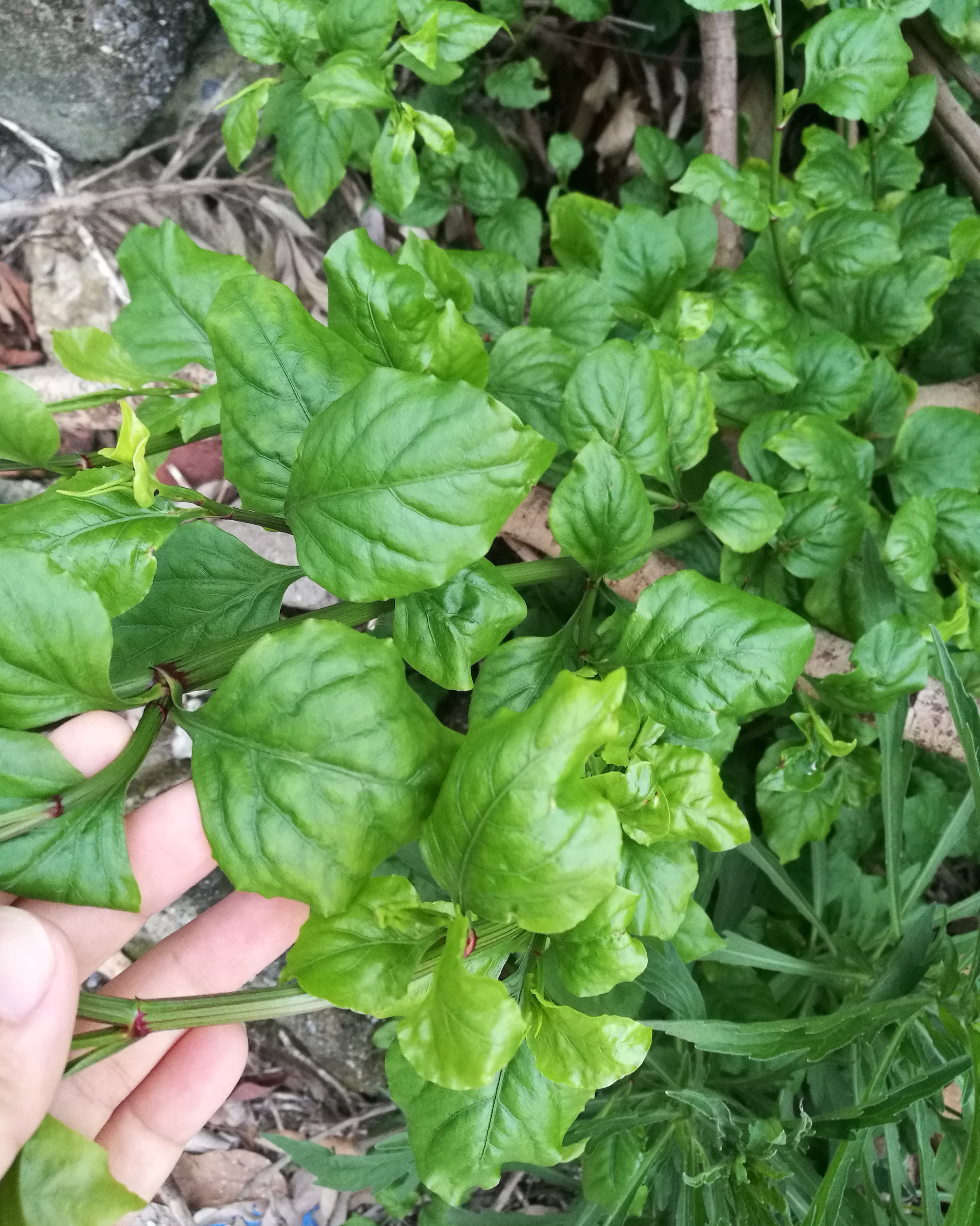 新鲜白花丹白雪花白皂药山波苓一见消火灵丹地三娘哨子草药500克