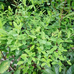 新鲜了哥王打伤草药古代金创药植物打架金疮药九信菜了哥王苗1斤