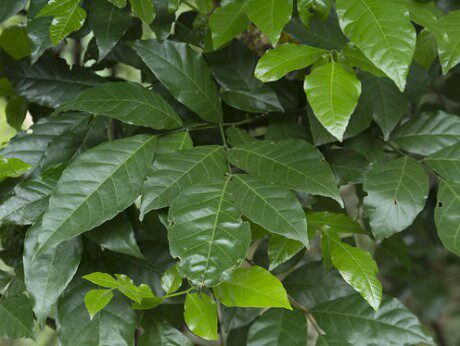 新鲜黄皮果叶黄梅子叶500克黄皮根 黄批新鲜酸黄皮树根