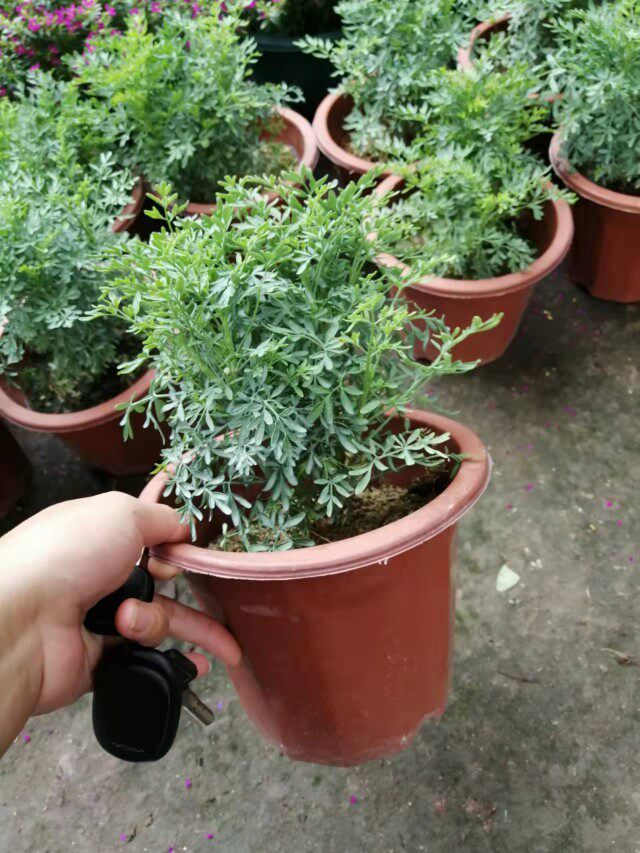 芸香草臭草盆栽驱蚊草芸室外阳台食用臭艾绿豆糖水四季植物贼仔草