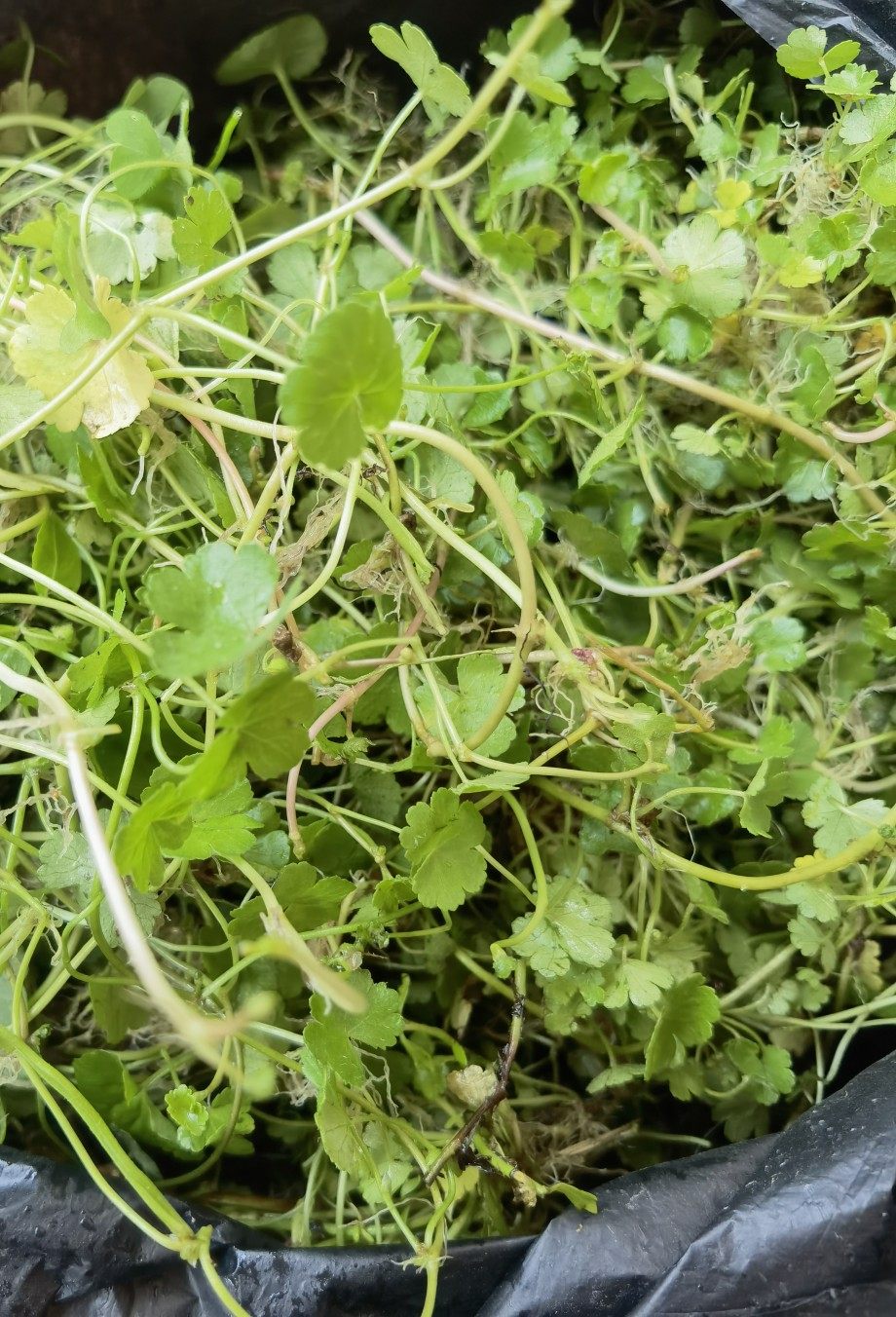 新鲜小号雷公根蚶壳草 积雪草崩大碗缺碗草马蹄草破铜钱灯盏菜1斤