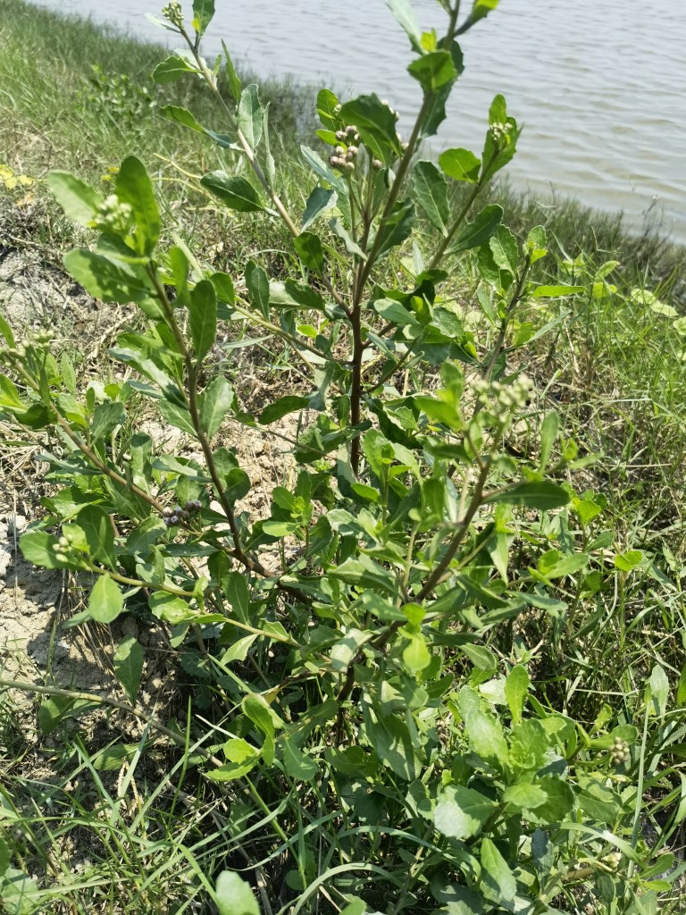 栾樨花阔苞菊稔茜枝率海莲新鲜