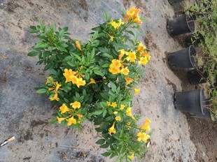 新品橙钟花黄钟花盆栽带花庭院公园道路造景花卉棒棒糖花大型包邮