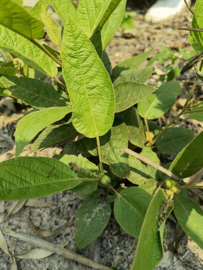 新鲜鸡骨香根矮脚脚黄牛香过江龙透地龙过山香水沉香土沉香鸡脚香