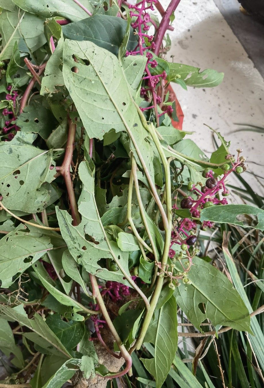 新鲜垂序美洲商陆根 土冬瓜 山地萝卜章柳 倒水莲猪母耳牛大黄1斤