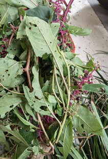 新鲜垂序美洲商陆根 土冬瓜 山地萝卜章柳 倒水莲猪母耳牛大黄1斤