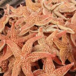 电白特产 泡酒料 海星干轮星鱼500克