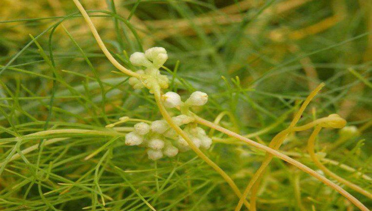 新鲜无根藤新鲜无娘藤菟丝子草菟丝藤无头藤金丝藤罗网藤1斤