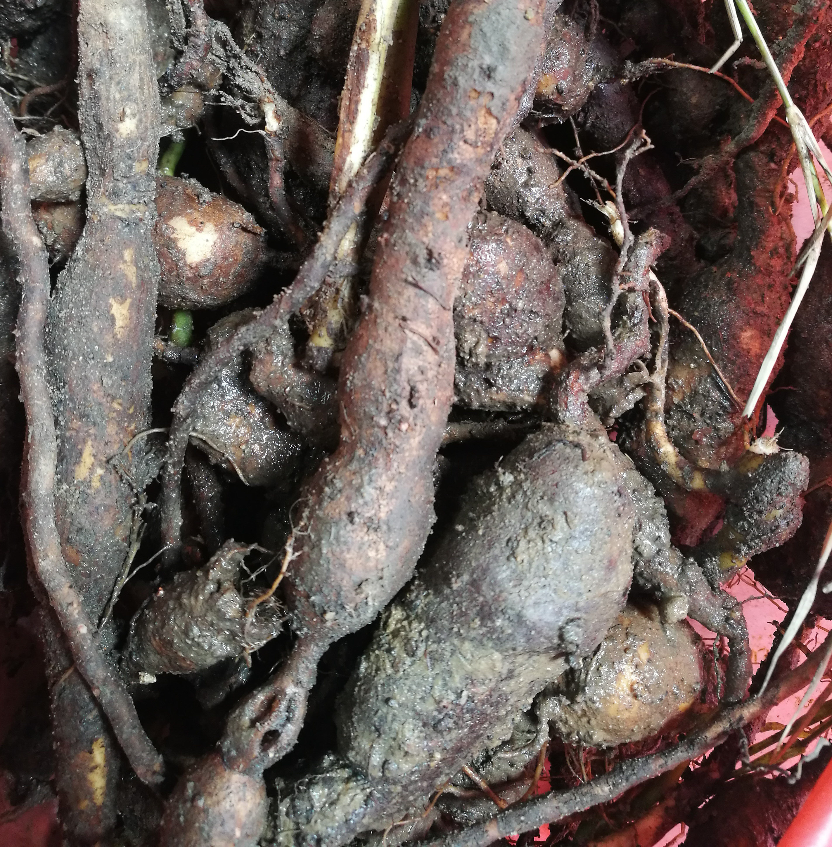 中药材白粉藤根薯 夜牵牛 山葫芦 独脚乌桕 假番薯500克