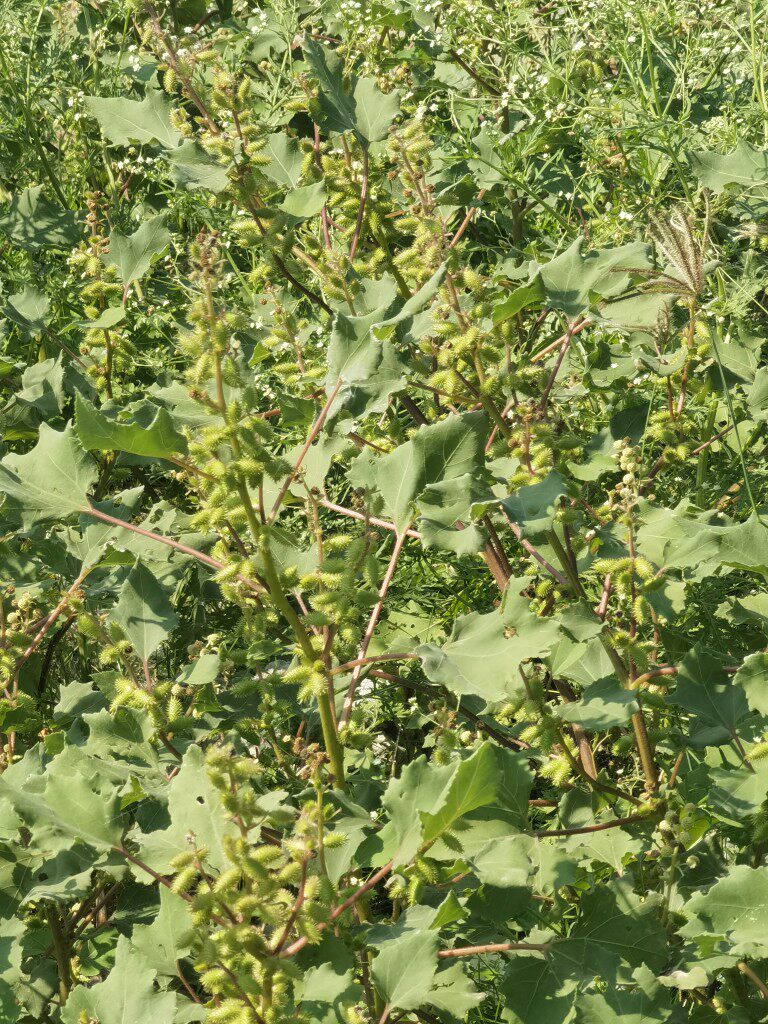 新鲜苍耳草 苍耳子 虱母头 痴头猛 毛苍子500克整草果子湿品干品