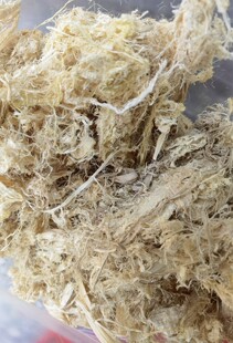 新鲜单竹丝丹竹丝单竹茹丹竹肉丝竹皮丹竹青竹茹淡竹茹250克