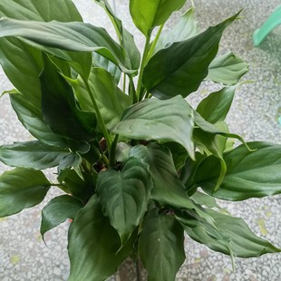 广东万年青水养花卉绿植盆栽新房装修净化空气四季常青树苗