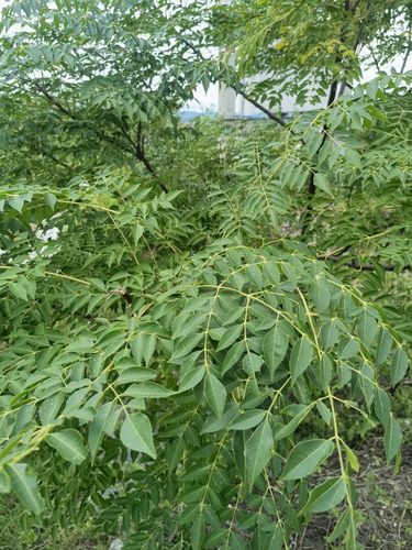 新鲜叶川莲子皮根500克苦楝子