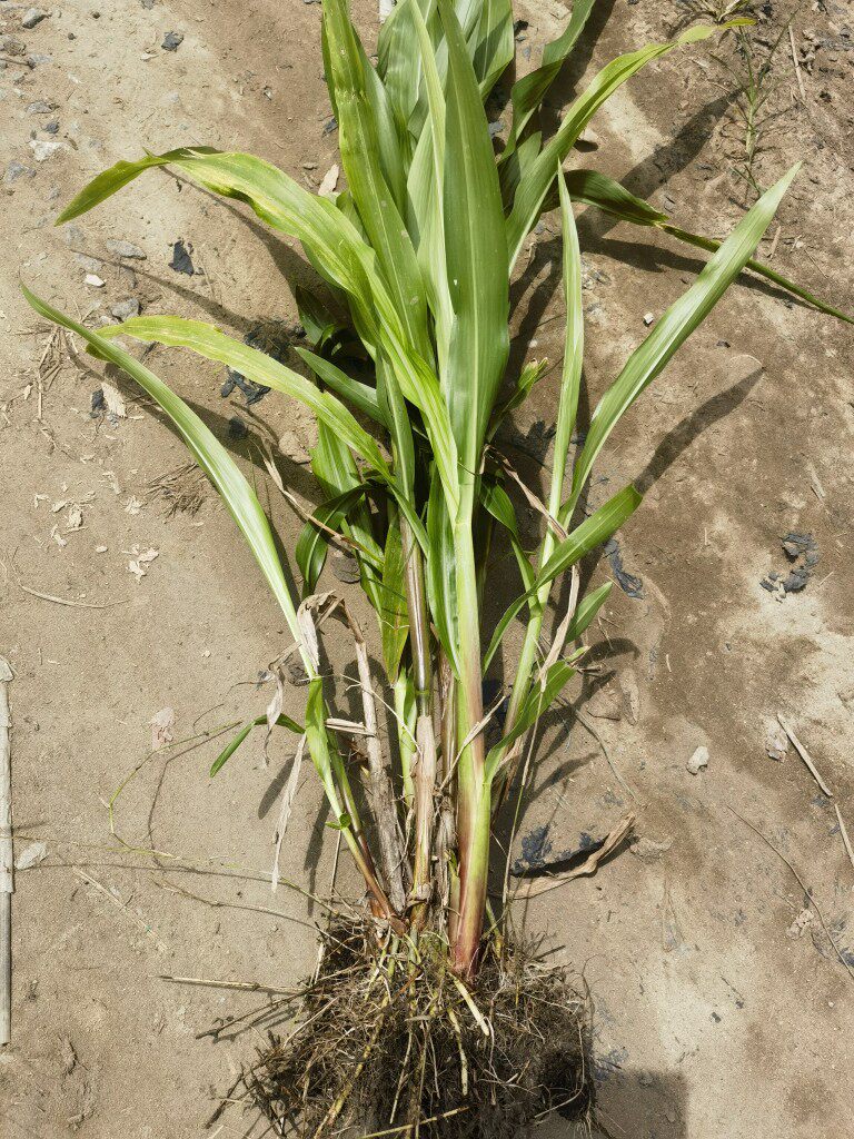 现挖薏苡根 新鲜尿珠子枝叶 薏米果子草珠子珠子六谷迷五谷根1斤