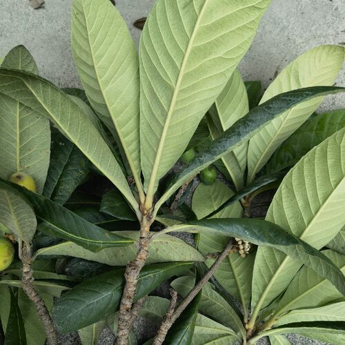 枇杷叶深山现摘中药材新鲜