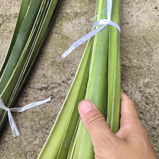 新鲜粽子叶露路芦兜簕古簕勒古假山野菠萝树鸭母粽袋笼编织带4条